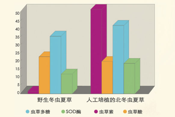 冬虫夏草概述